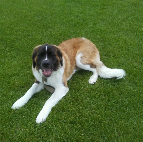 Meet your Posher, Rustie - Picture 1 of 1